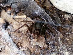 Loxosceles misteca