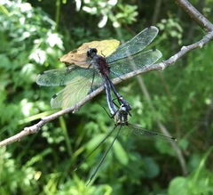 Leucorrhinia orientalis