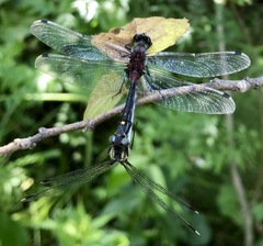 Leucorrhinia orientalis