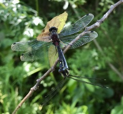 Leucorrhinia orientalis