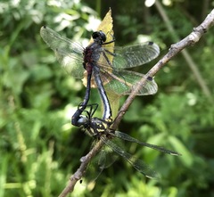 Leucorrhinia orientalis