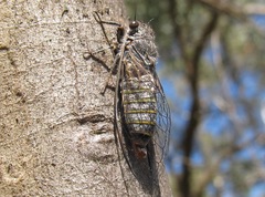 Atrapsalta furcilla
