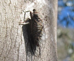 Atrapsalta furcilla