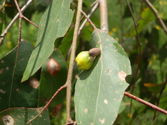 Apiomorpha spinifer