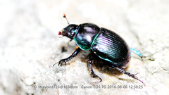 Phelotrupes auratus