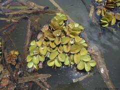 Salvinia auriculata
