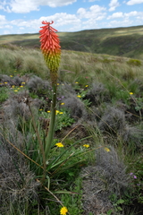 Kniphofia stricta