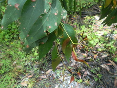 Apiomorpha spinifer