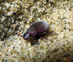 Maladera holosericea