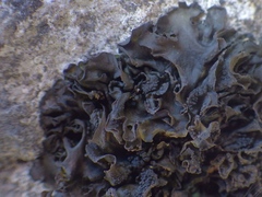 Collema flaccidum
