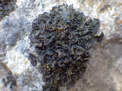 Collema flaccidum