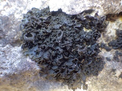 Collema flaccidum