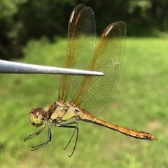 Sympetrum striolatum imitoides