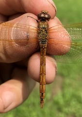 Sympetrum striolatum imitoides