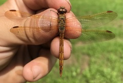 Sympetrum striolatum imitoides