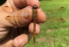 Sympetrum striolatum imitoides