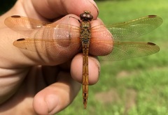 Sympetrum striolatum imitoides