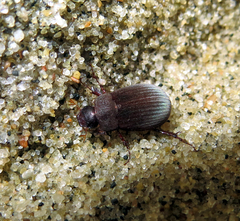 Maladera holosericea