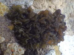 Lathagrium auriforme