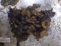 Lathagrium auriforme