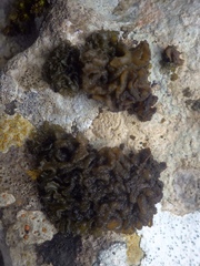 Lathagrium auriforme