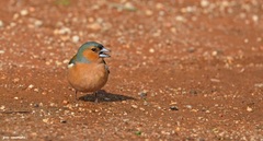 Fringilla coelebs schiebeli
