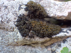 Lathagrium auriforme