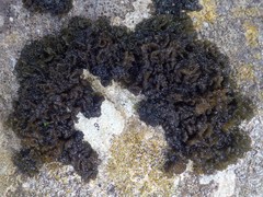 Lathagrium auriforme