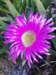 Carpobrotus virescens