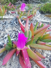 Carpobrotus virescens