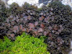 Lathagrium cristatum