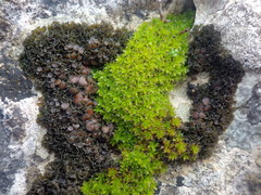 Lathagrium cristatum