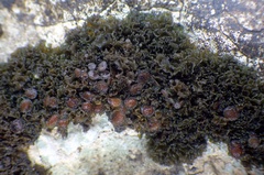 Lathagrium cristatum