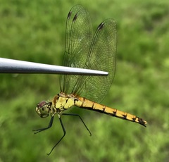 Sympetrum cordulegaster