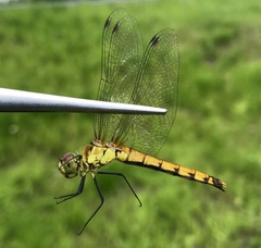 Sympetrum cordulegaster