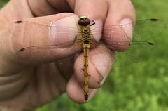 Sympetrum cordulegaster