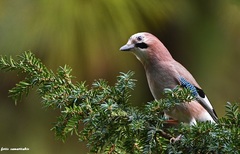 Garrulus glandarius cretorum