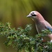 Cretan Jay - Photo (c) fotis-samaritakis, some rights reserved (CC BY-NC), uploaded by fotis-samaritakis