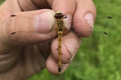 Sympetrum cordulegaster