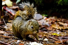 Sciurus granatensis