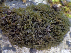 Lathagrium cristatum