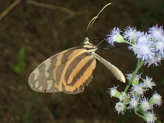 Melinaea lilis imitata