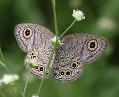 Ypthima baldus madrasa