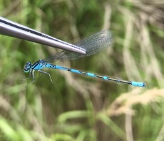 Coenagrion lanceolatum