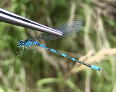 Coenagrion lanceolatum