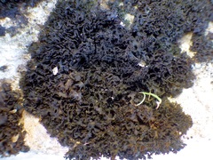 Lathagrium cristatum