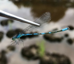 Coenagrion lanceolatum