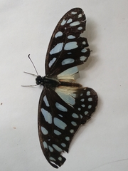 Graphium leonidas leonidas