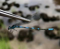 Coenagrion lanceolatum