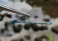 Coenagrion lanceolatum